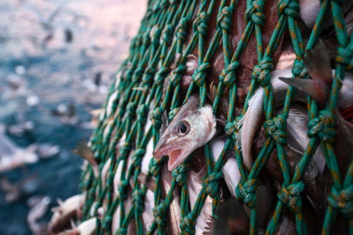 Yang terlupakan dalam overfishing