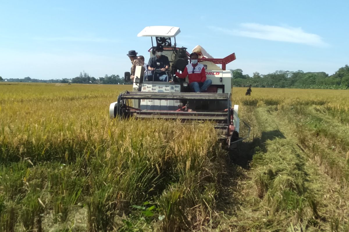 Realisasi produksi padi di Karawang tahun 2021 mencapai 1,4 juta ton