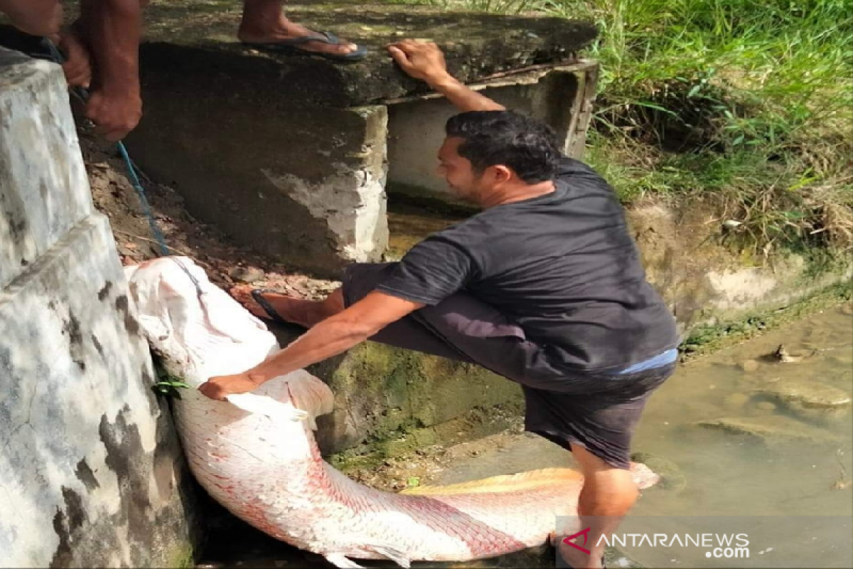 Giant fish found during Aceh flooding from Amazon River: officials
