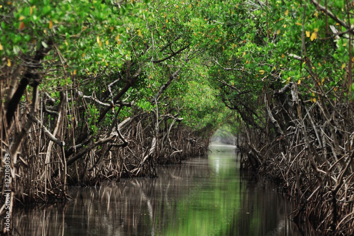 Kolaborasi pengelolaan ekosistem mangrove berbasis masyarakat