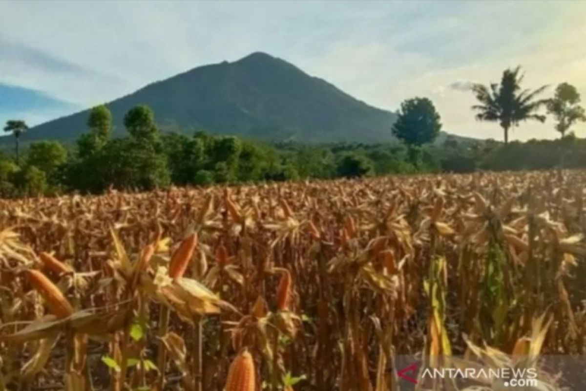 Pemkab Sikka minta petani akses KUR tingkatkan produksi jagung