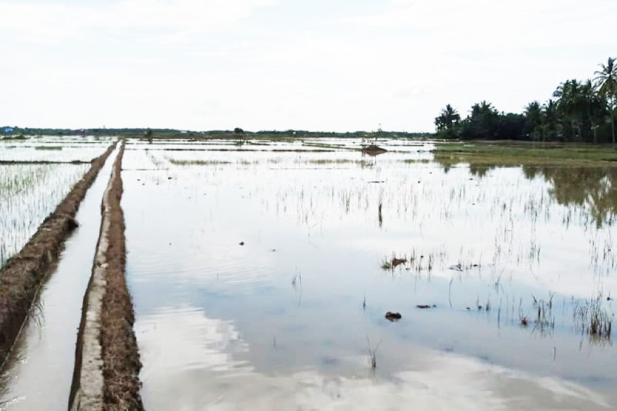 5.115 hektare tanam padi di Aceh Timur terendam banjir