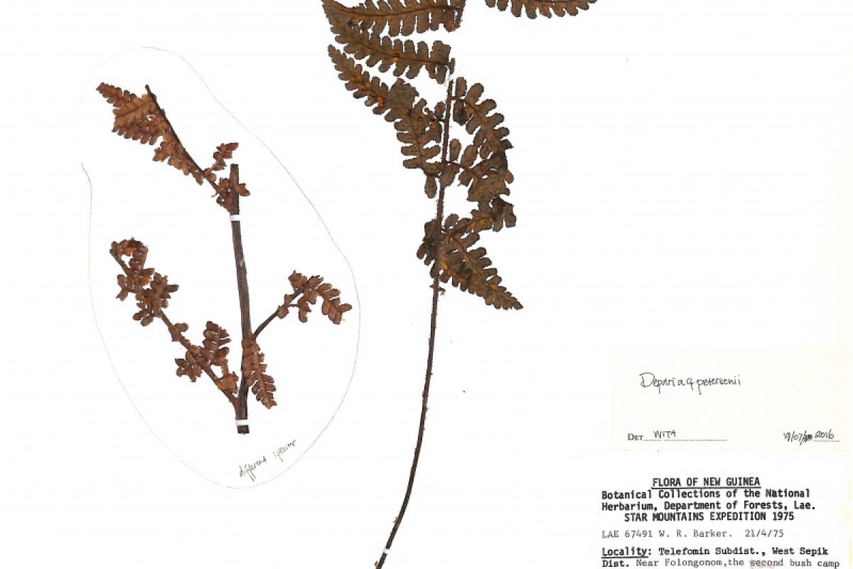 Peneliti BRIN identifikasi tumbuhan paku jenis baru di Papua Nugini