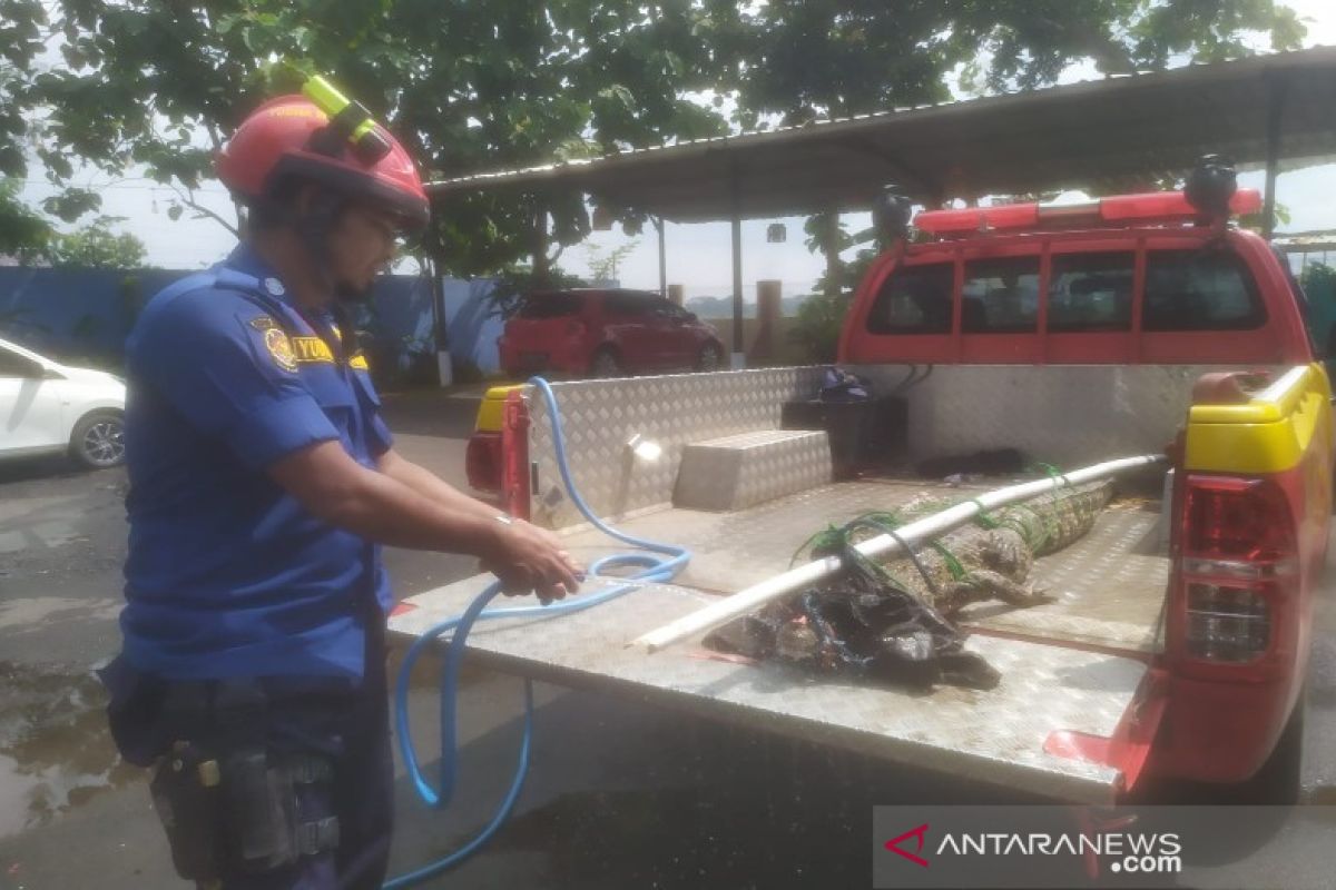 Dinas Pemadam Kebakaran Pekalongan bersama warga tangkap buaya muara