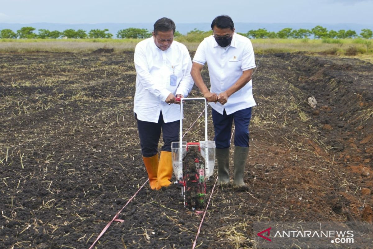 Moeldoko: Sumba berpotensi besar jadi "Pulau Sorgum"