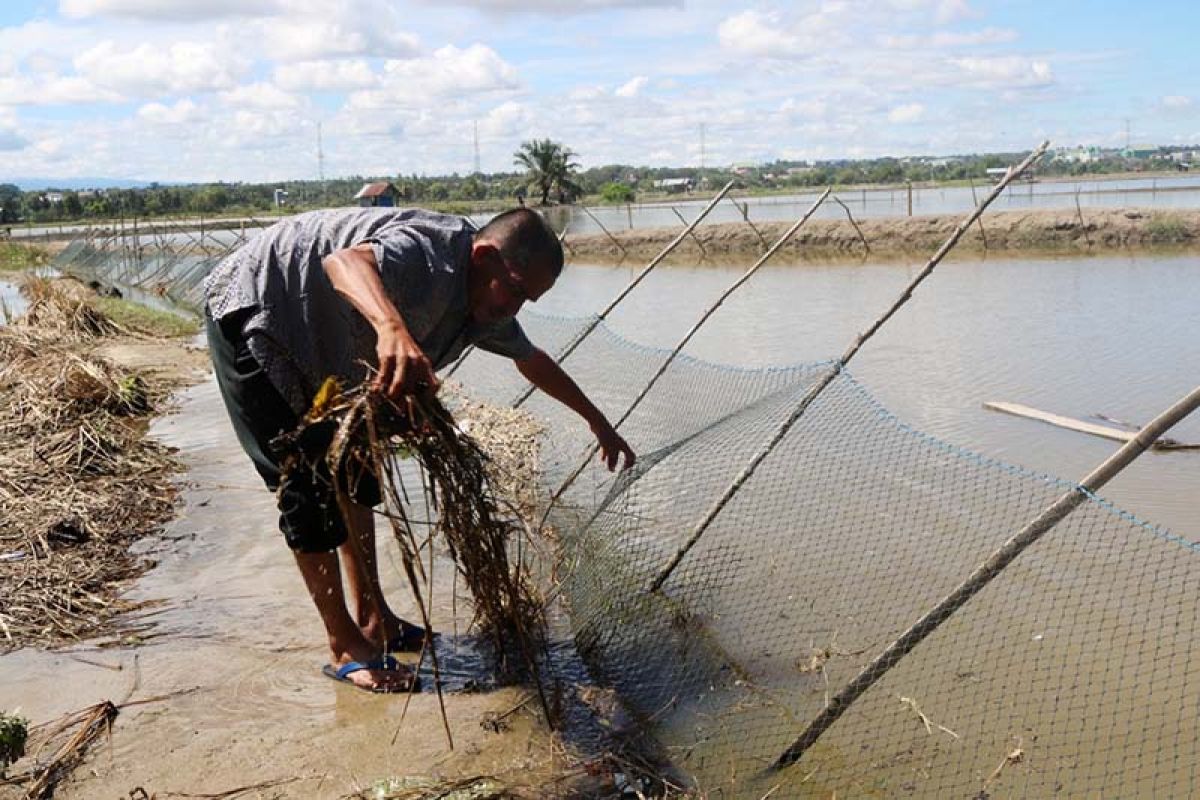 Nelayan keramba di Lhokseumawe gagal panen akibat banjir