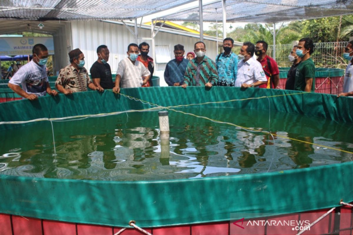 Produksi ikan hias Bangka Tengah mencapai 42.600 ekor