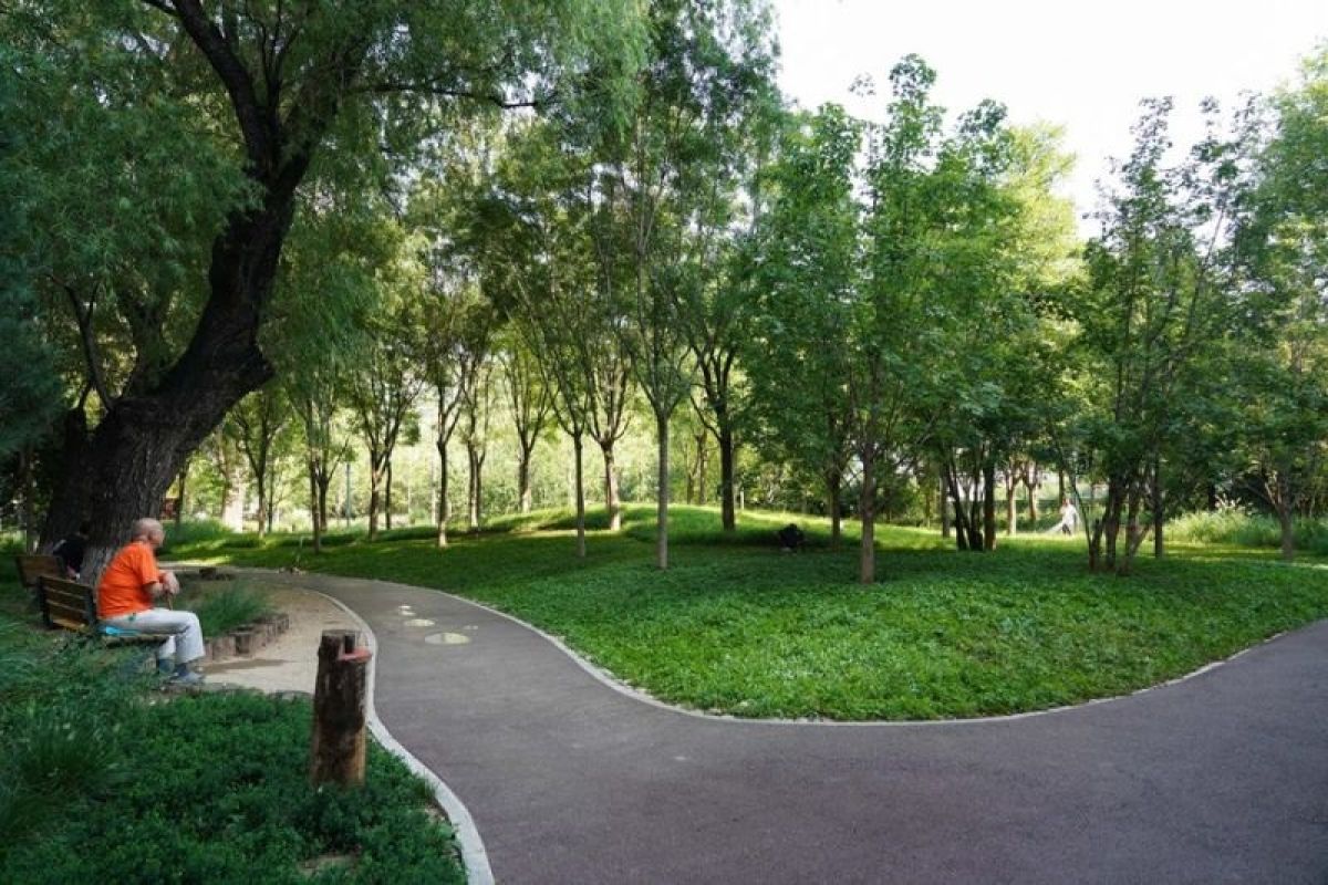 Beijing berencana akan hijaukan hutan kota dengan penanaman di lahan 10.000 ha