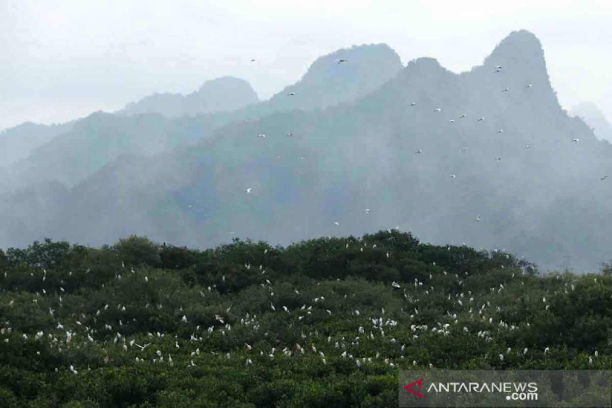 Peneliti: Hutan keramat berdampak signifikan untuk konservasi tumbuhan