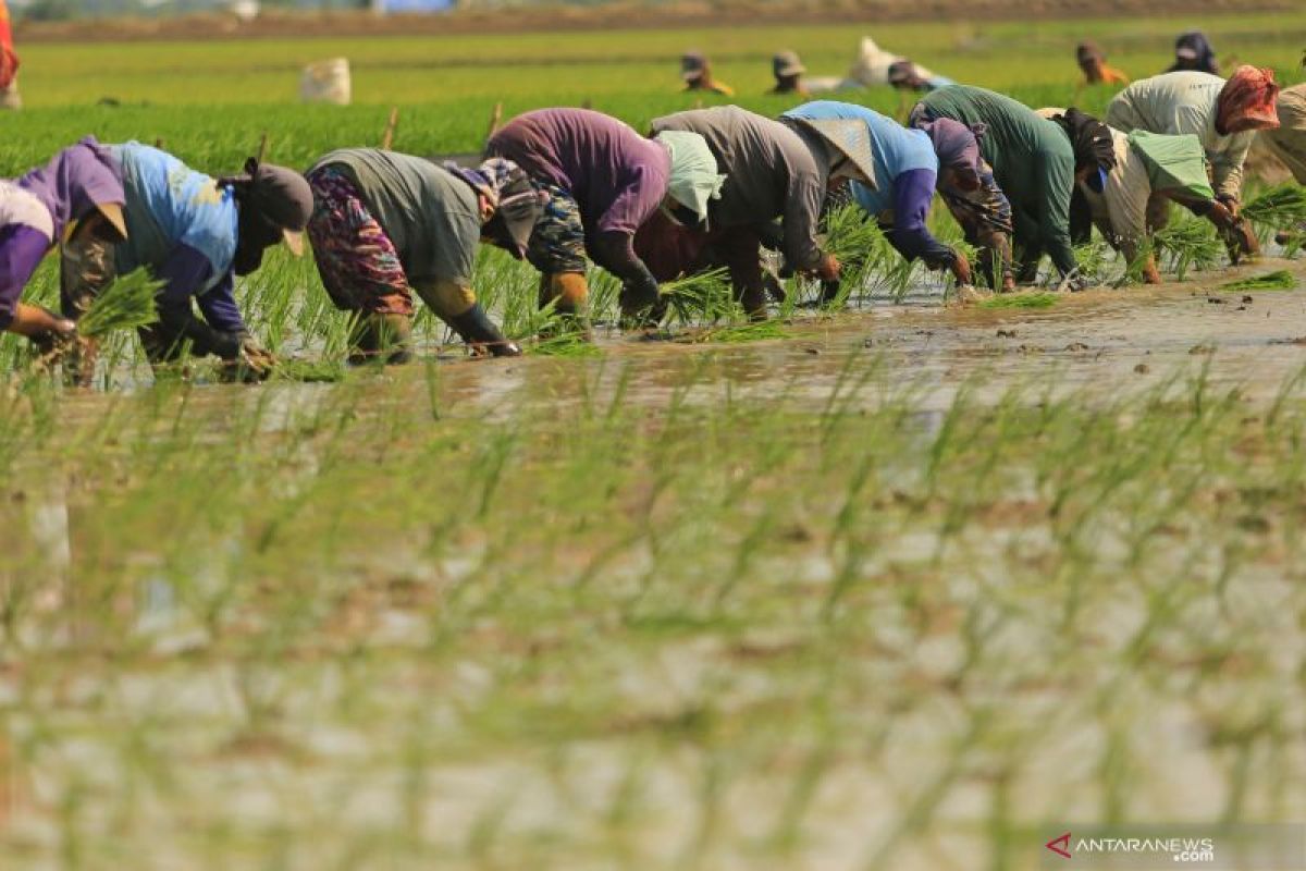 Holding BUMN Pangan mampu kurangi cengkeraman tengkulak