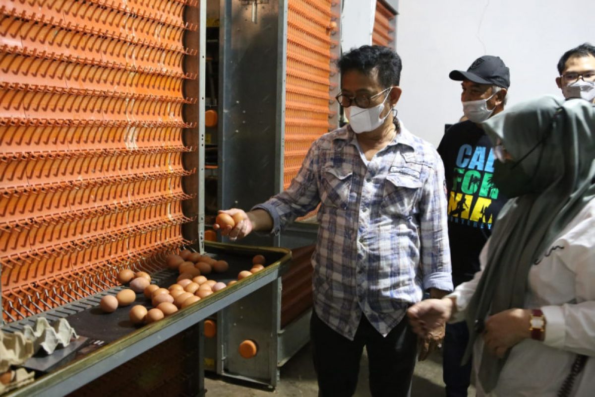 Mentan pastikan ketersediaan dan pasokan telur ayam mencukupi kebutuhan