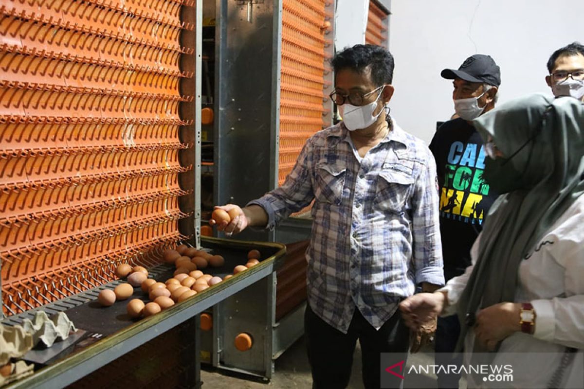 Mentan pastikan ketersediaan dan pasokan telur ayam mencukupi