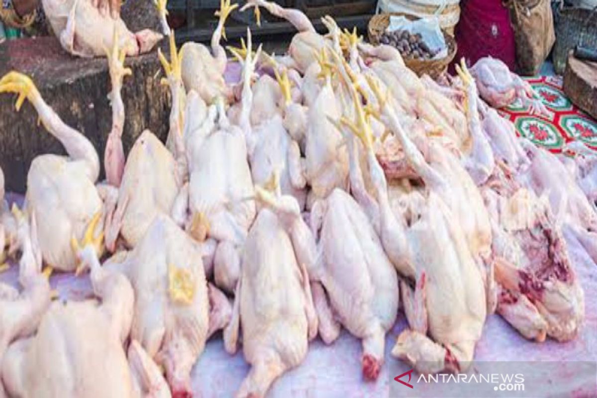Harga ayam ras di pasar Kota Medan  bertahan mahal