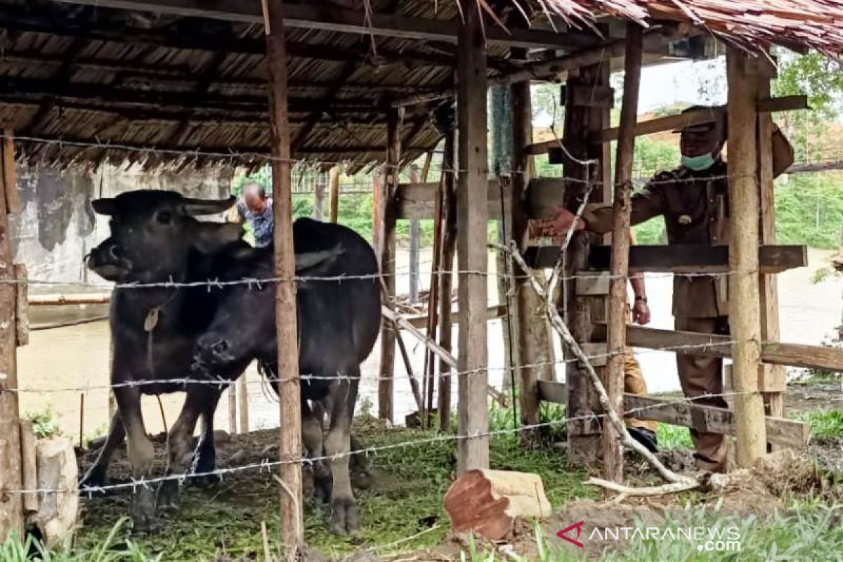 Datangi langsung ke kandang, Bupati Aceh Barat serahkan 43 kerbau untuk kelompok tani