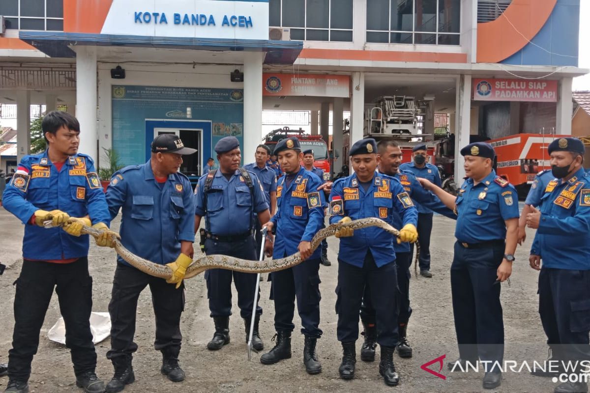 Ular piton empat meter melintas di halaman rumah warga Banda Aceh