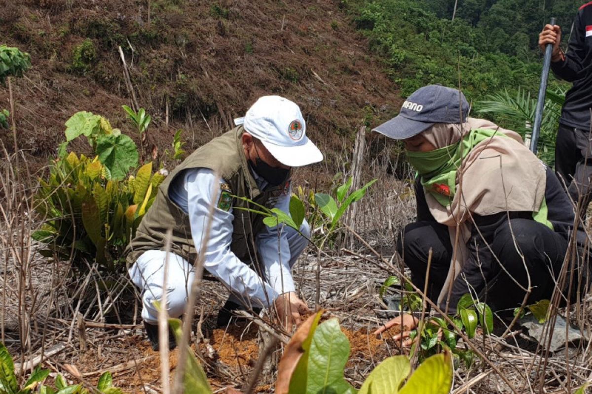 PTPN V gandeng mahaaiswa reboisasi Hutan Lindung Bukit Suligi