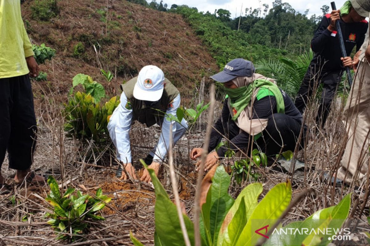 Hari Gerakan Satu Juta Pohon Sedunia, PTPN V reboisasi Hutan Lindung Bukit Suligi