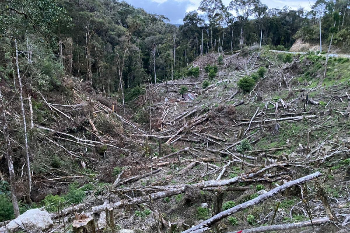 Walhi ajak pemerintah menjaga kelestarian sisa hutan di Sulsel