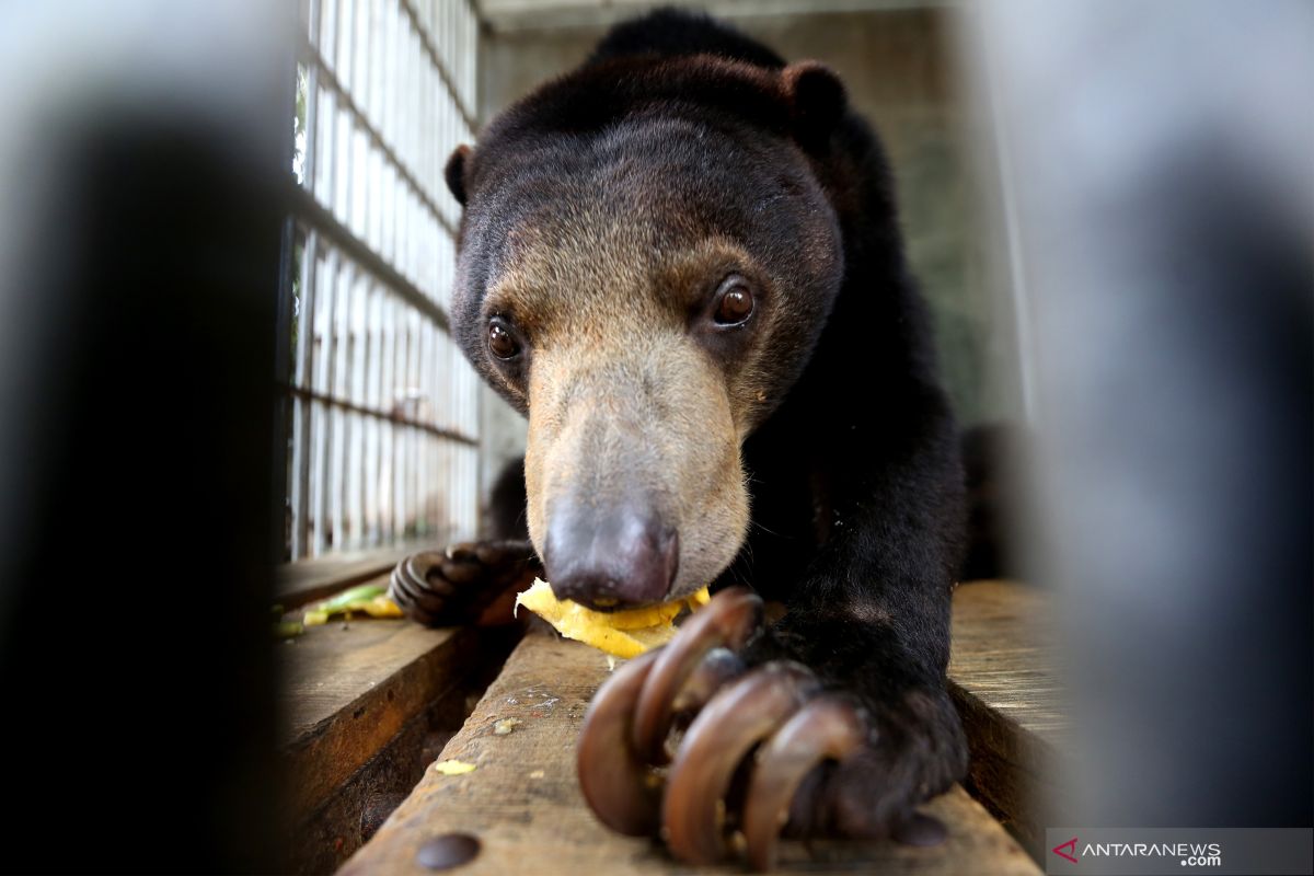A wild bear attacks rubber farmers in South Kalimantan's district