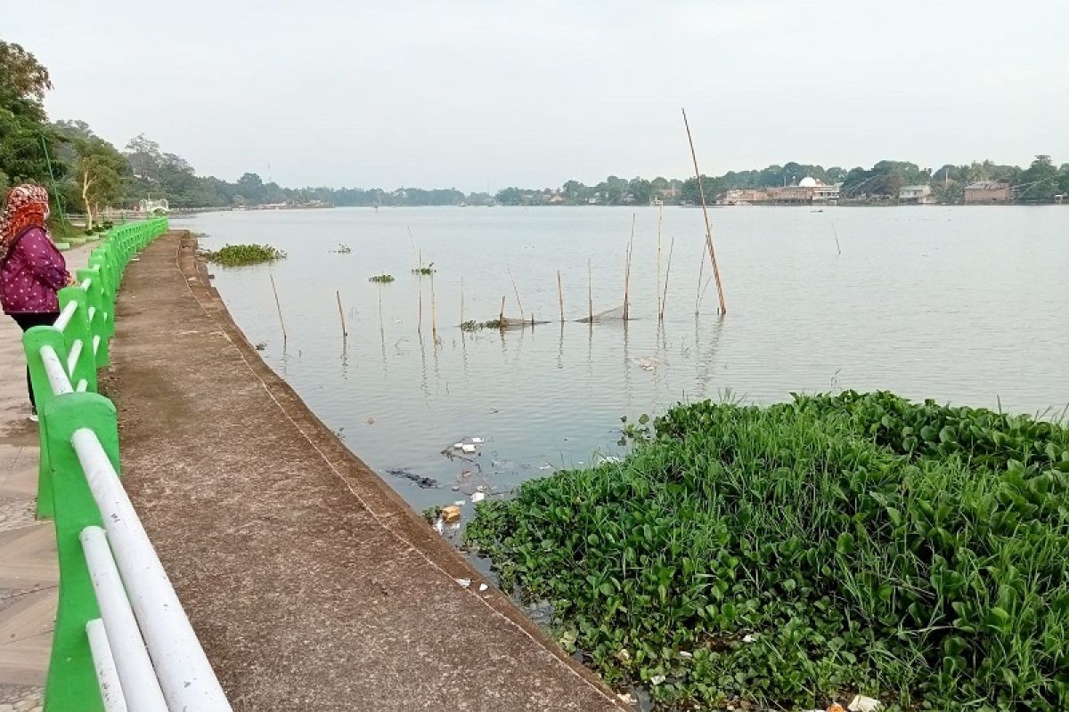 Eceng gondok di Danau Sipin