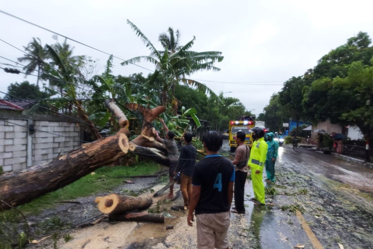 Pohon tumbang menimpa mobil di Situbondo akibatkan seorang anggota TNI meninggal
