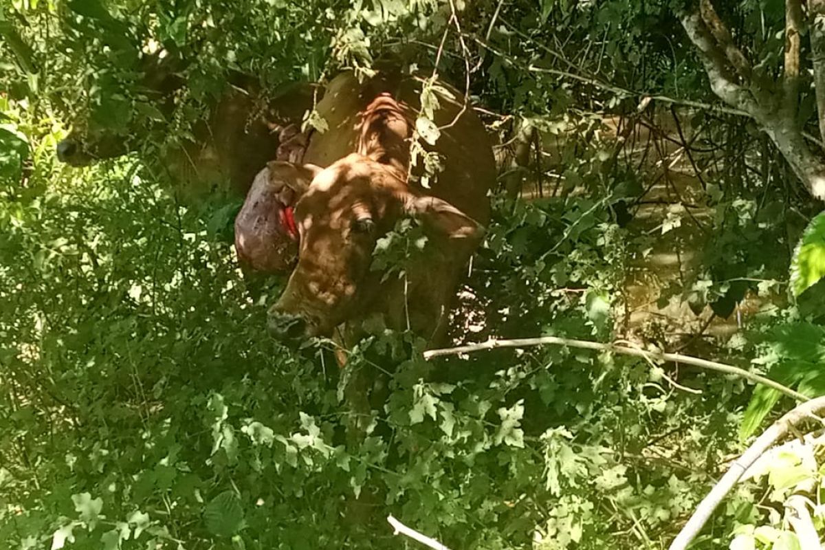 Lagi buaya mangsa ternak warga di Aceh Jaya