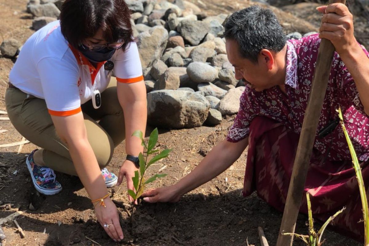 Galakkan penghijauan, Aruna Senggigi tanam 2.000 pohon di Batulayar
