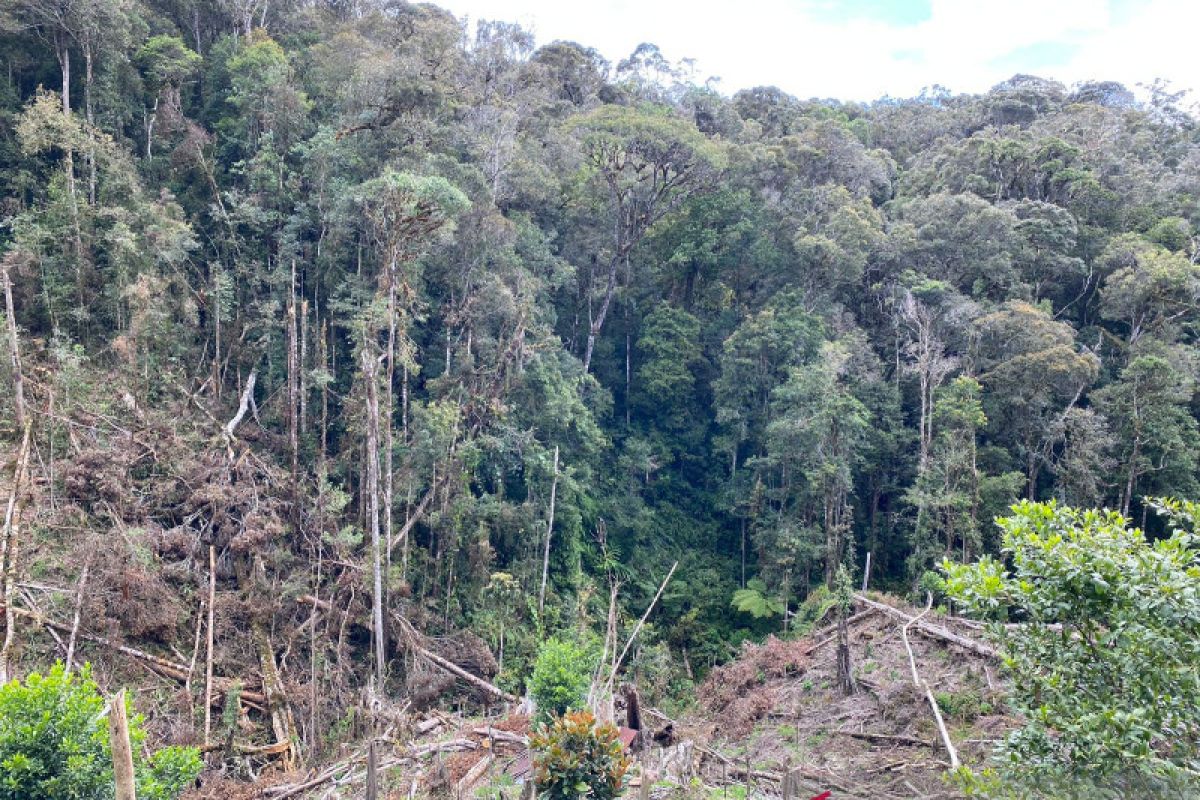 Walhi Sulsel terus kampanyekan penyelamatan hutan