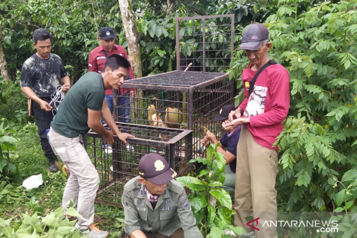 BKSDA Sumsel pasang perangkap beruang di Pagar Alam