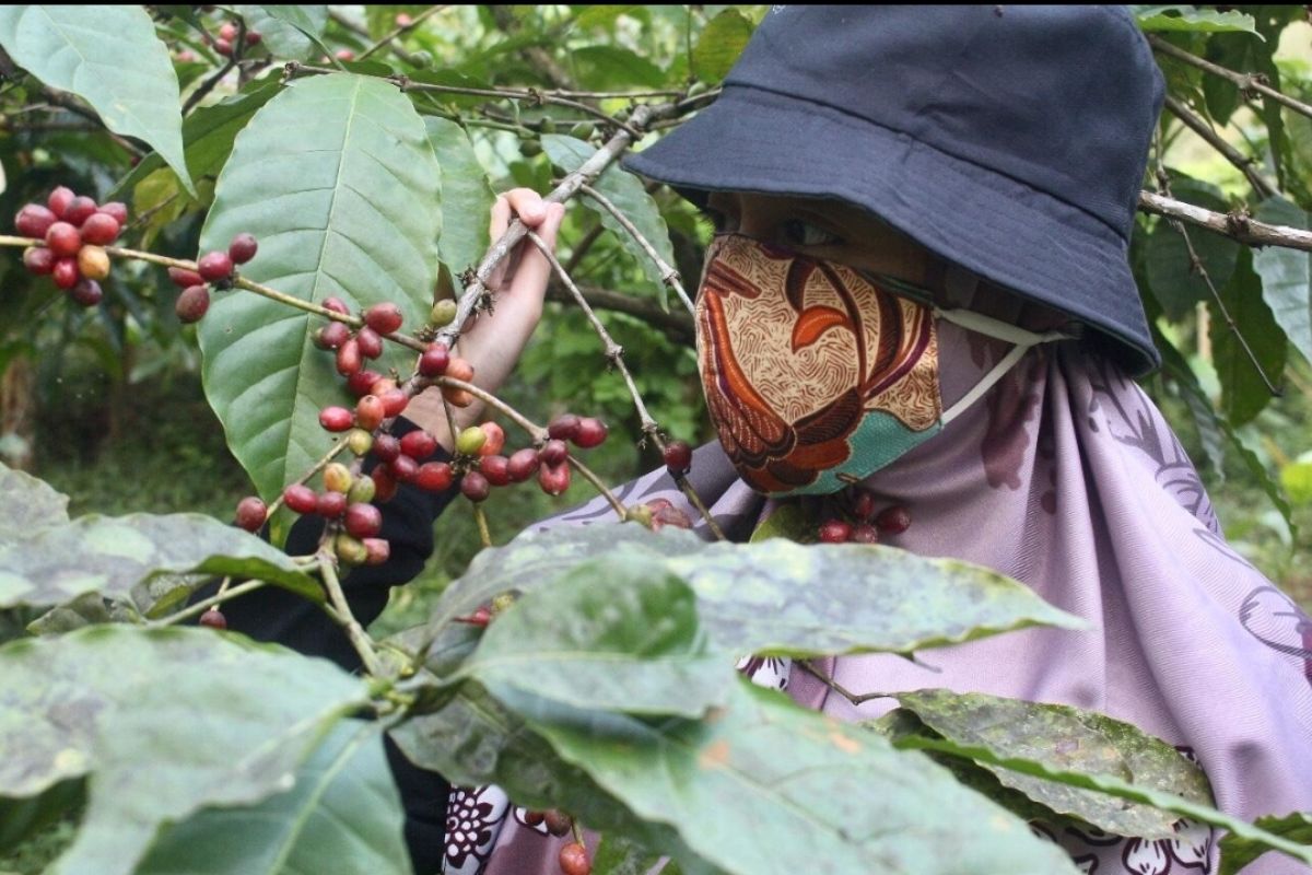 LPEI gencar kembangkan desa devisa menyusul permintaan kopi membaik
