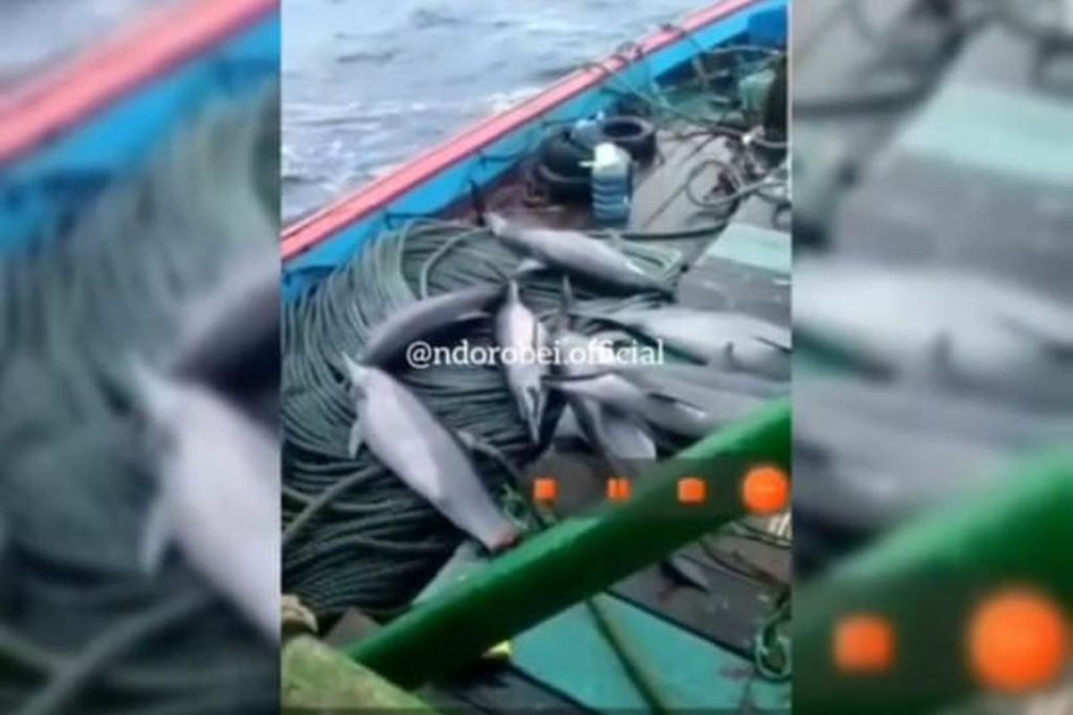 Nahkoda kapal nelayan mengaku iseng-iseng video lumba-lumba "tangkapan"