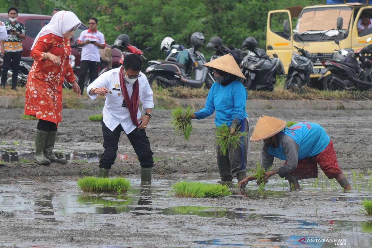 Mentan sebut produksi sektor pertanian terus tumbuh di 2021