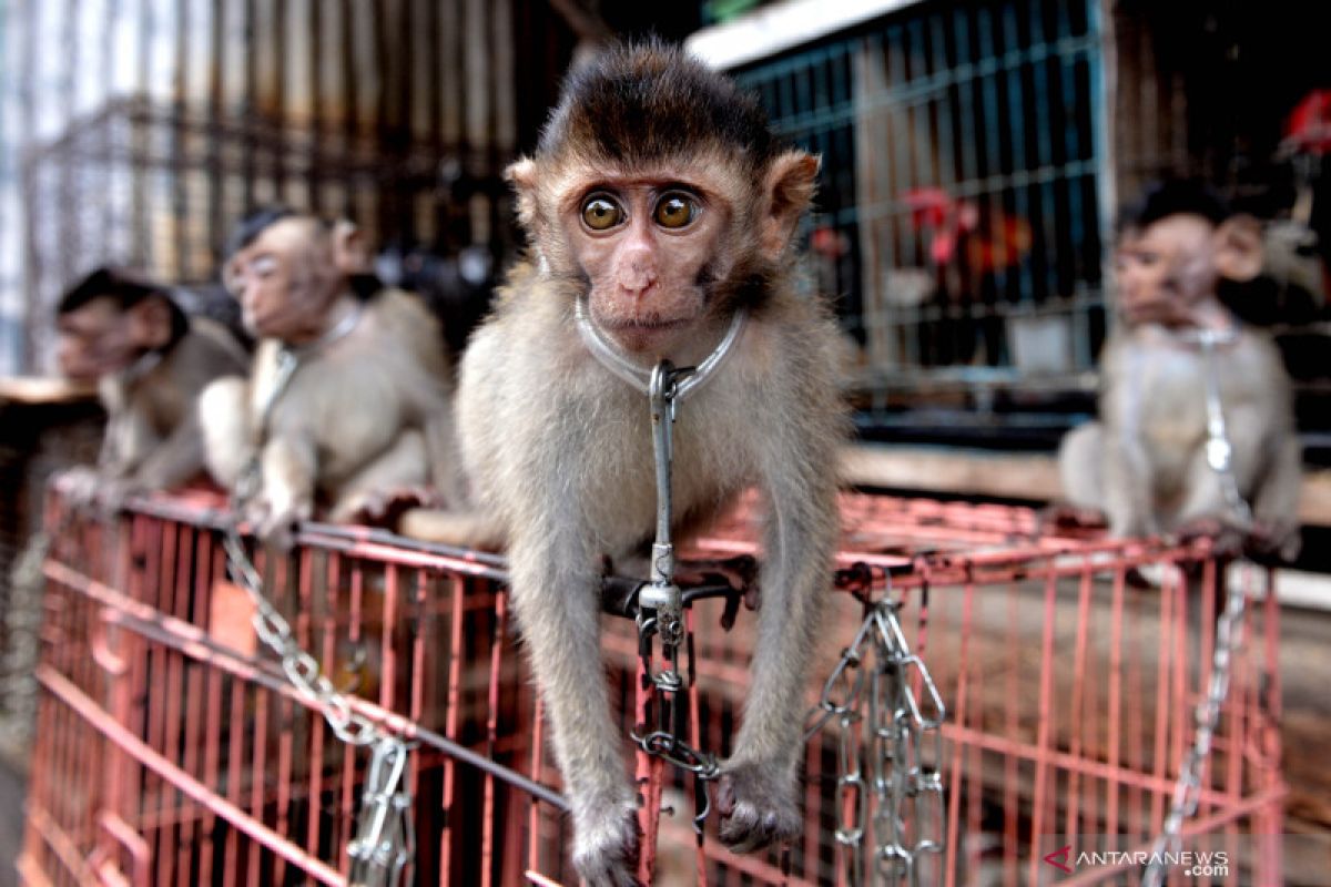 Ganas! Gerombolan monyet serang warga Lombok Timur: puluhan orang digigit