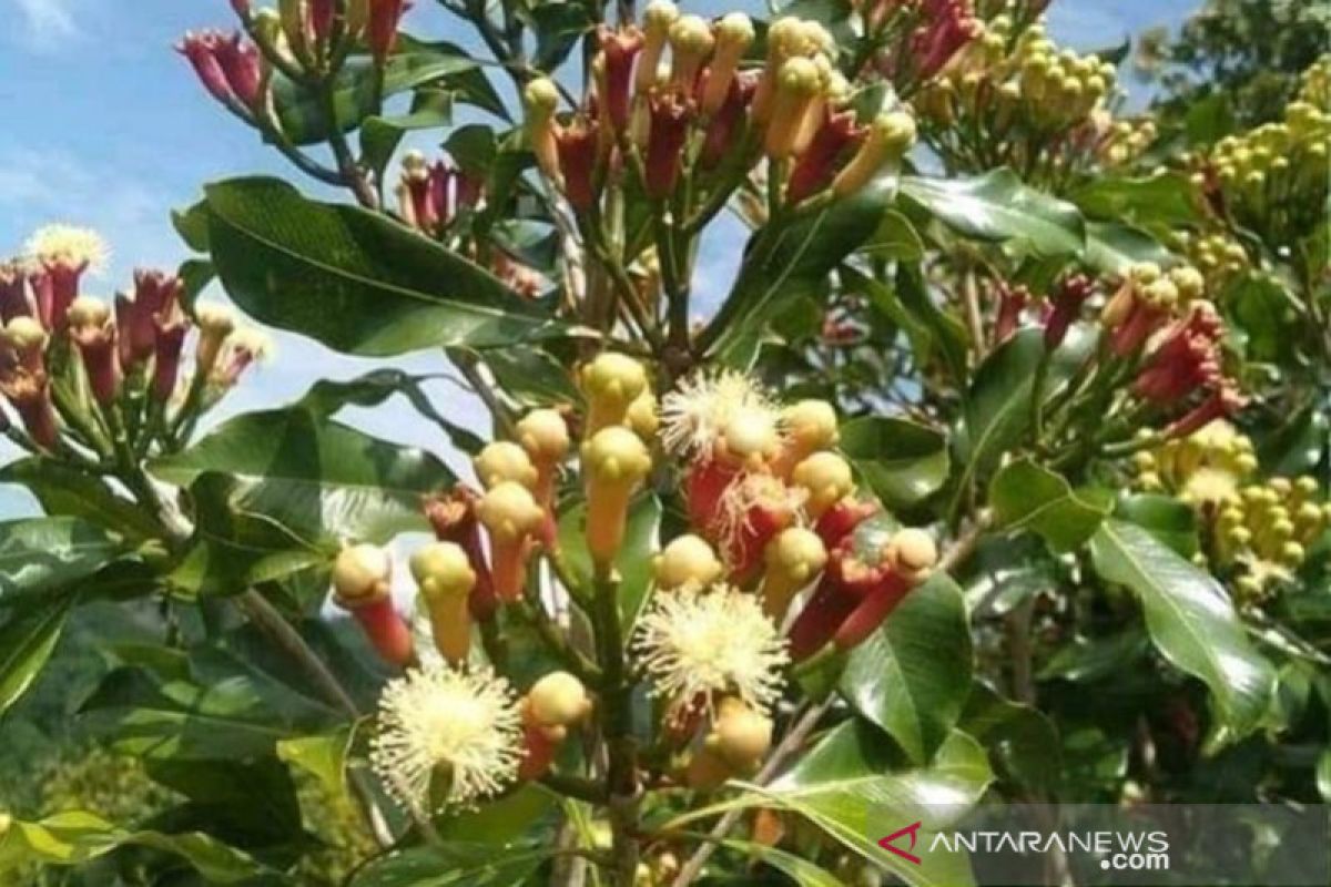 Ribuan hektare kebun cengkeh di Pulau Simeulue tidak lagi produktif