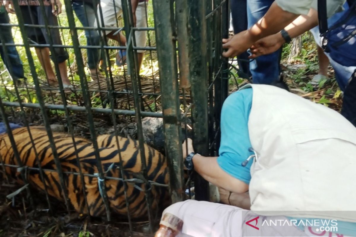 Harimau berkelamin betina masuk kandang jebak BKSDA Sumbar