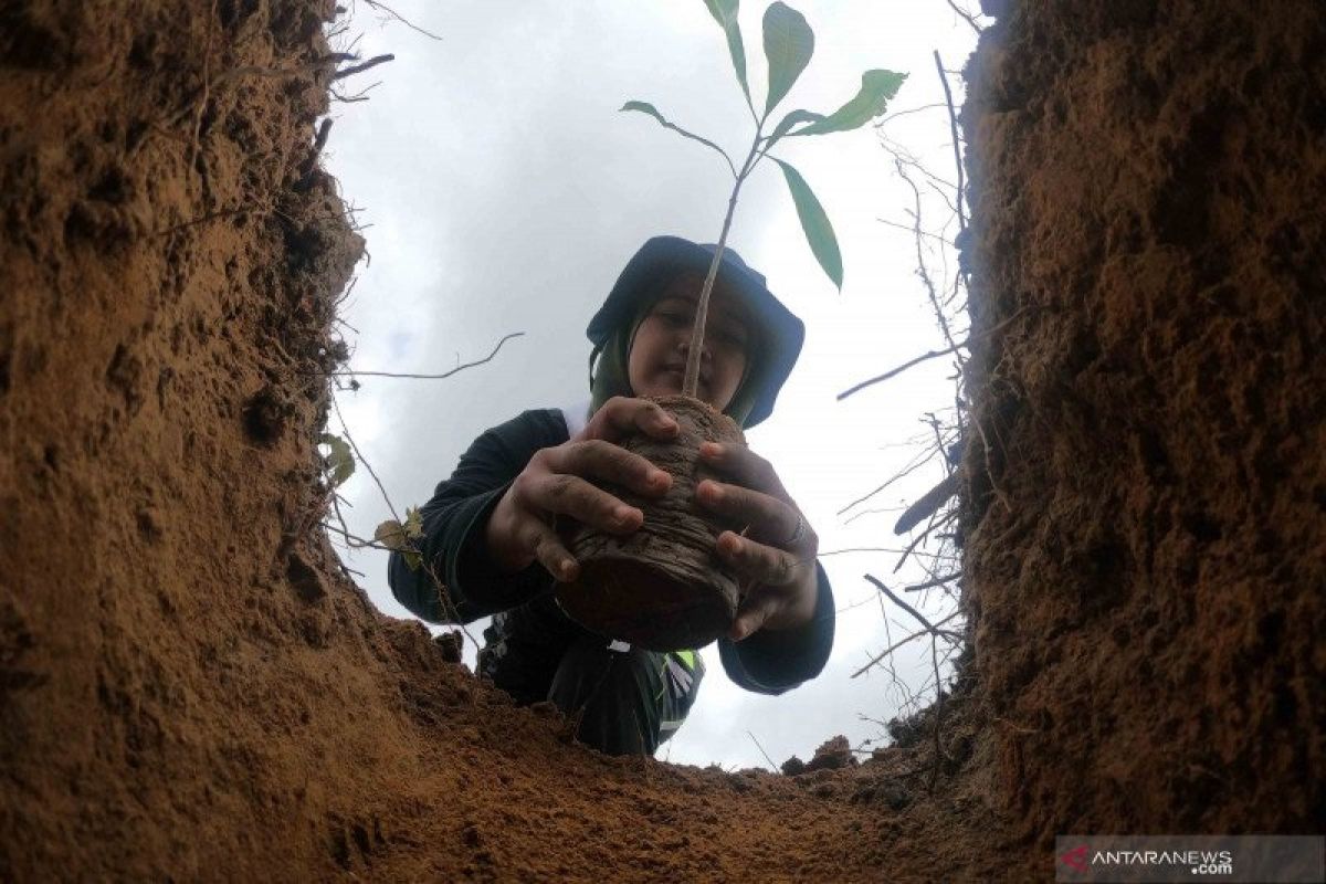 Menanam pohon, upaya sederhana menyelamatkan hutan dan lingkungan