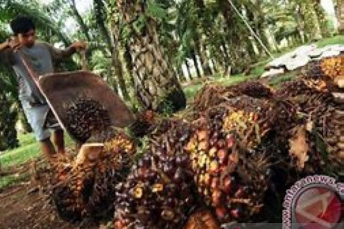 Harga sawit di Riau naik menjadi Rp3.411,31 per kg, ini pemicunya