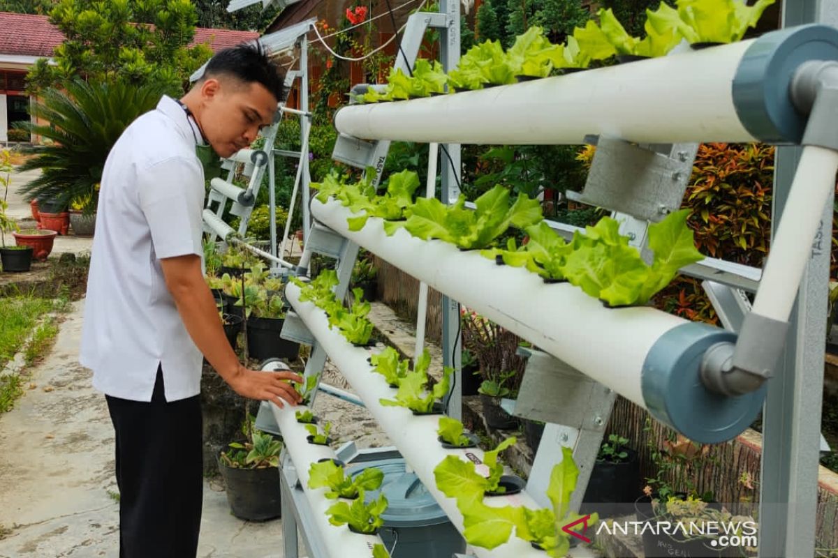 Dinas Pangan Kota Solok kenalkan cara bertanam sayur ke murid di sekolah