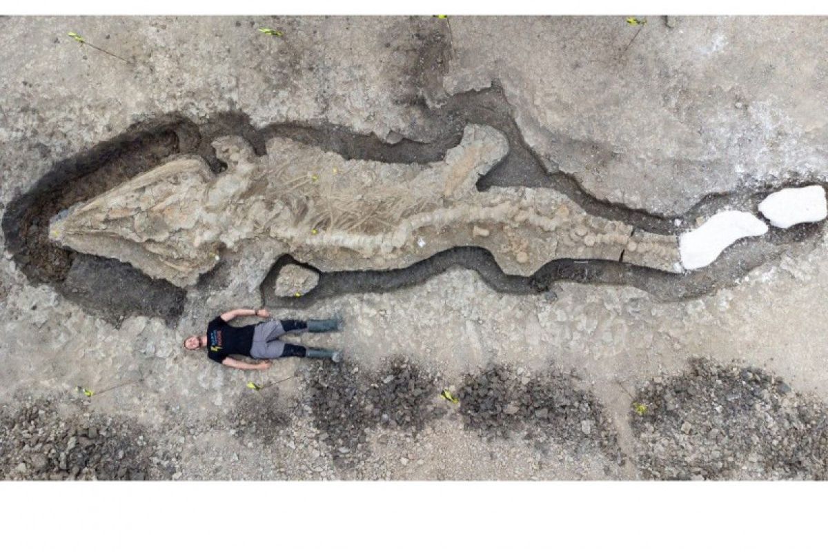 Fosil naga laut terbesar ditemukan di Inggris Raya