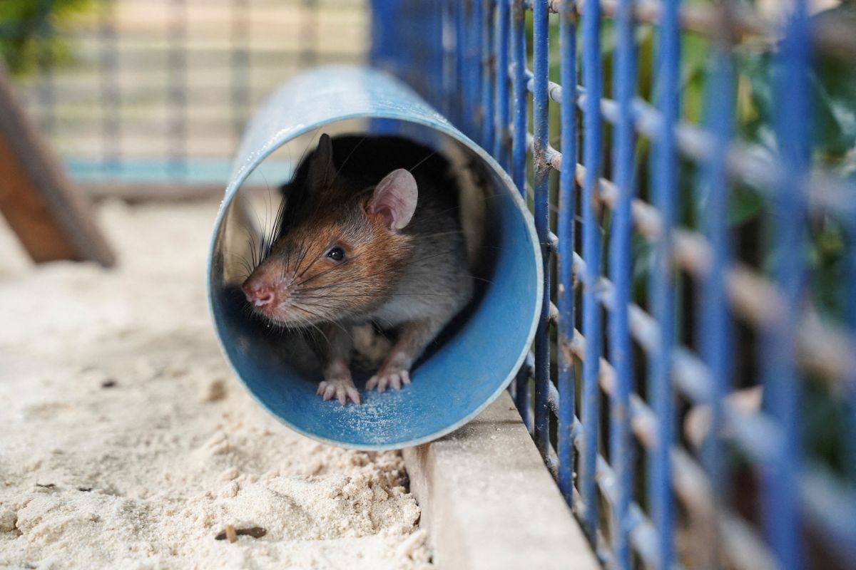 Tikus pengendus ranjau mati di masa pensiun