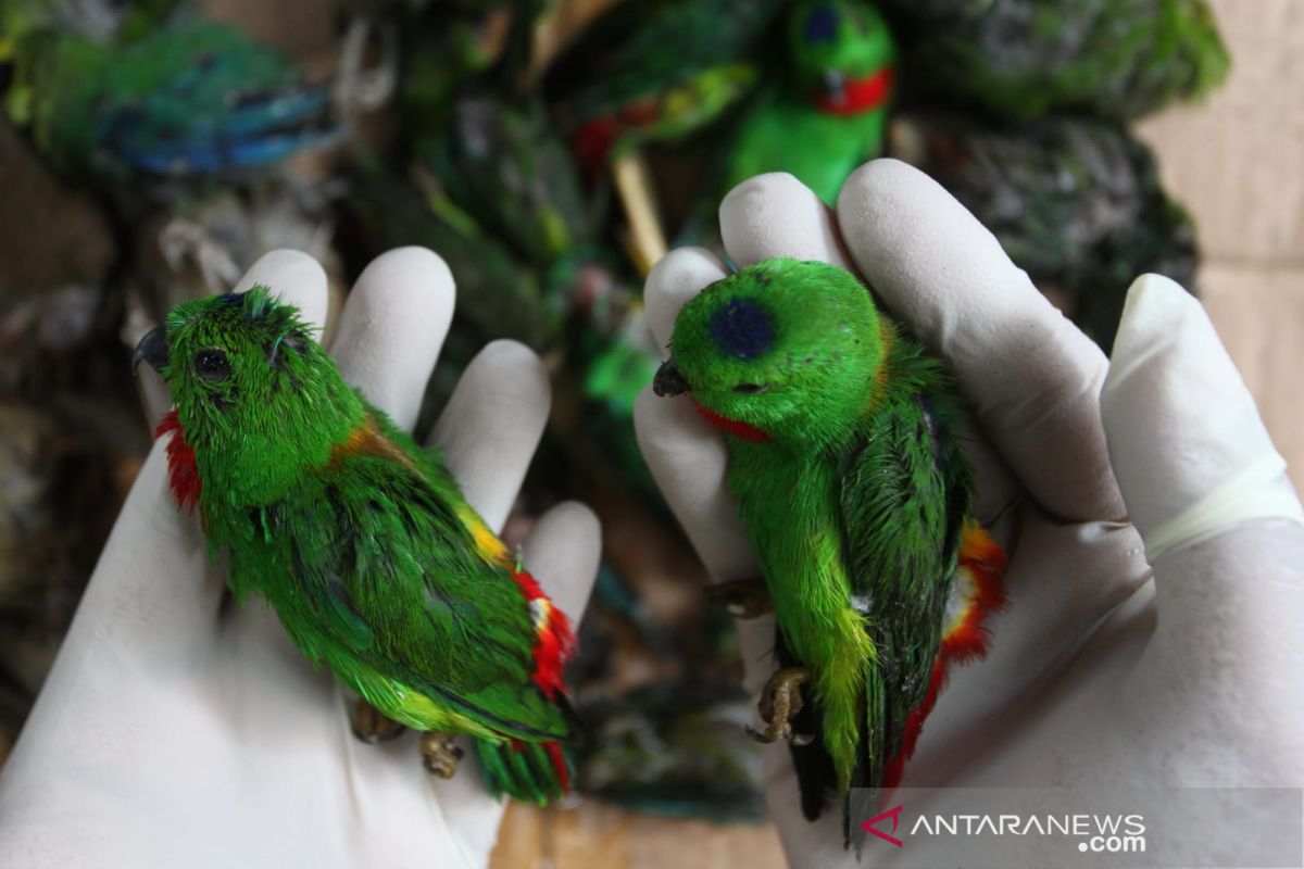 BBKP Surabaya gagalkan penyelundupan ribuan ekor burung asal Kalteng