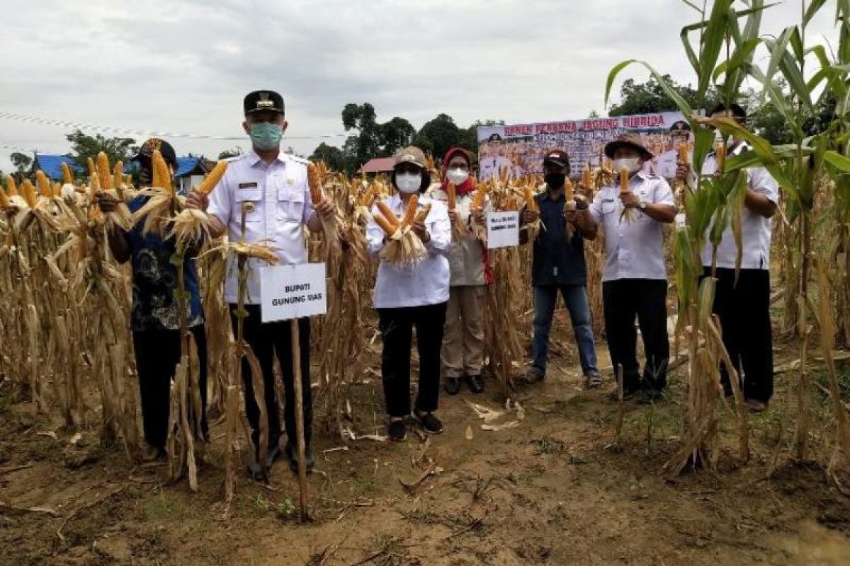 Gumas targetkan luas tanam jagung 200 hektare pada 2022