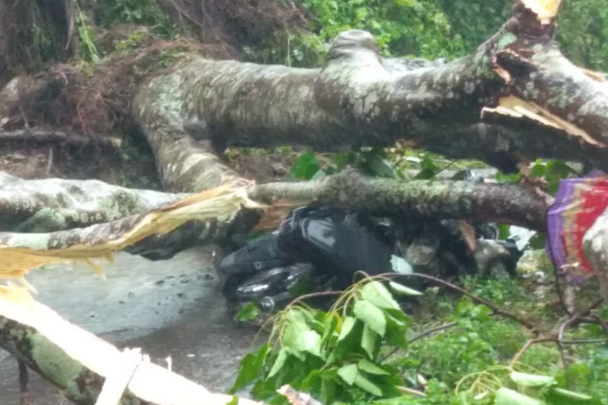 Pelajar di Manggarai tewas akibat tertimpa pohon tumbang