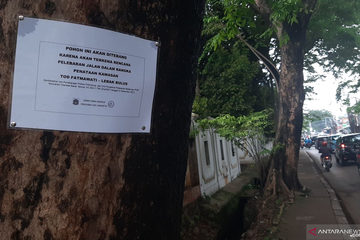 Puluhan pohon di Jalan Fatmawati bakal ditebang untuk pelebaran jalan