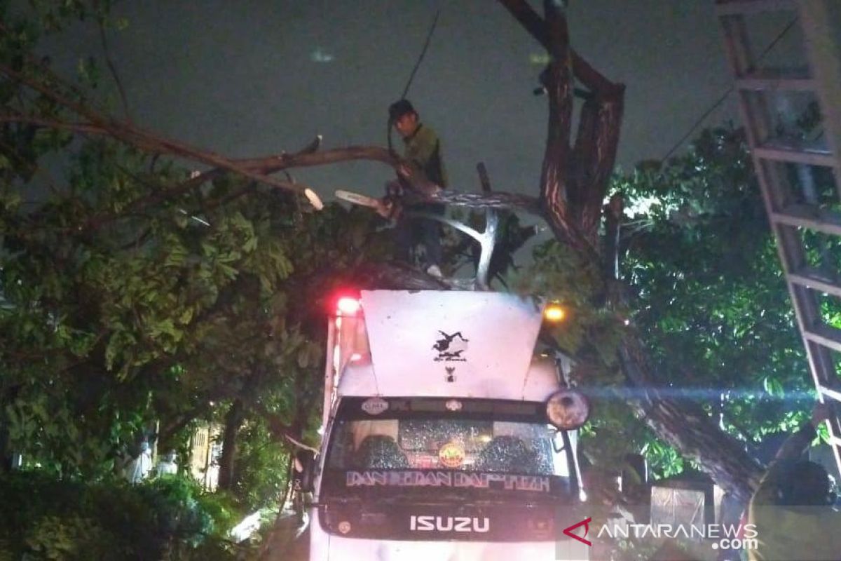 Pohon tumbang timpa dua mobil di Jakarta Utara