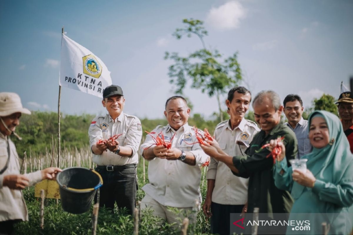 Petani milenial di Kampar panen cabai