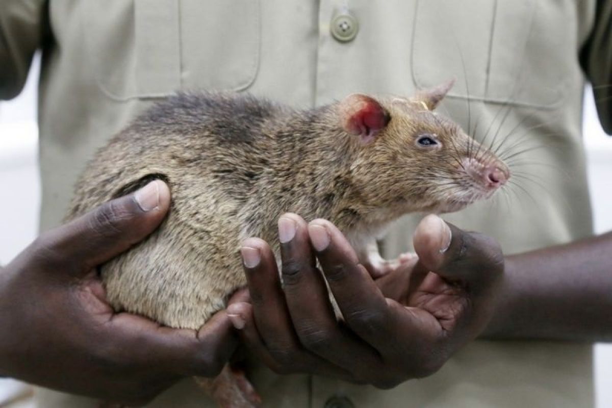 Magawa, tikus pahlawan pendeteksi ranjau di Kamboja mati pada usia 8 tahun