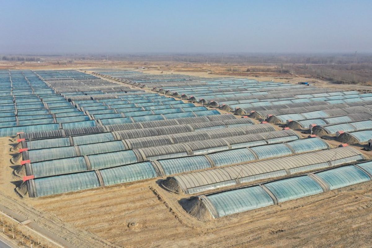 Xinjiang gunakan tenaga surya untuk sistem irigasi "shelterbelt" gurun