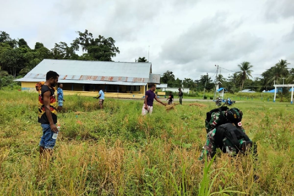 TNI bantu masyarakat panen padi di perbatasan RI-PNG