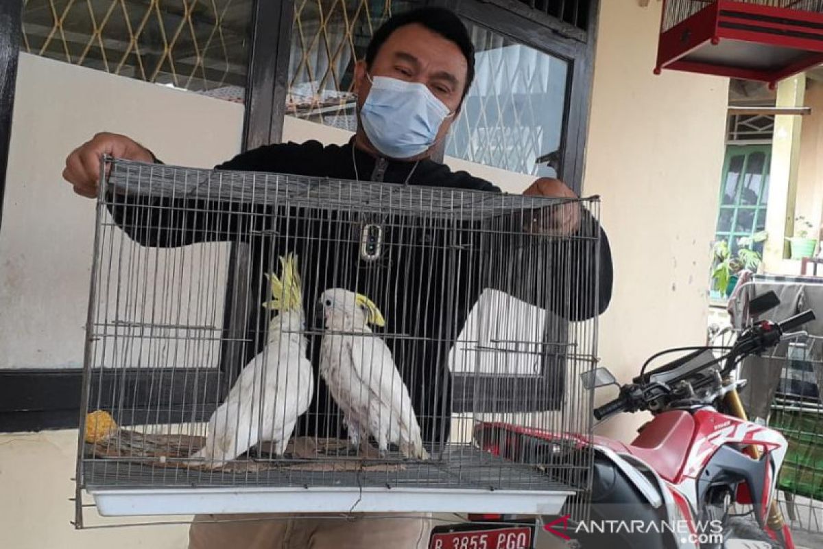 BKSDA Serang amankan burung dilindungi yang dijual secara online